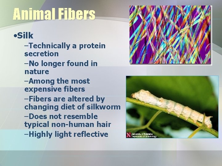 Animal Fibers • Silk –Technically a protein secretion –No longer found in nature –Among
