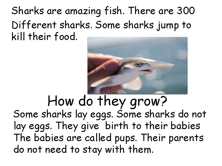 Sharks are amazing fish. There are 300 Different sharks. Some sharks jump to kill