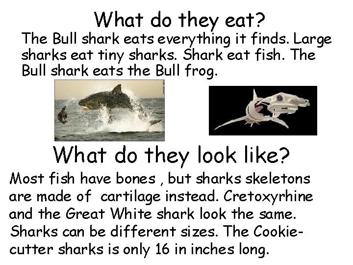 What do they eat? The Bull shark eats everything it finds. Large sharks eat