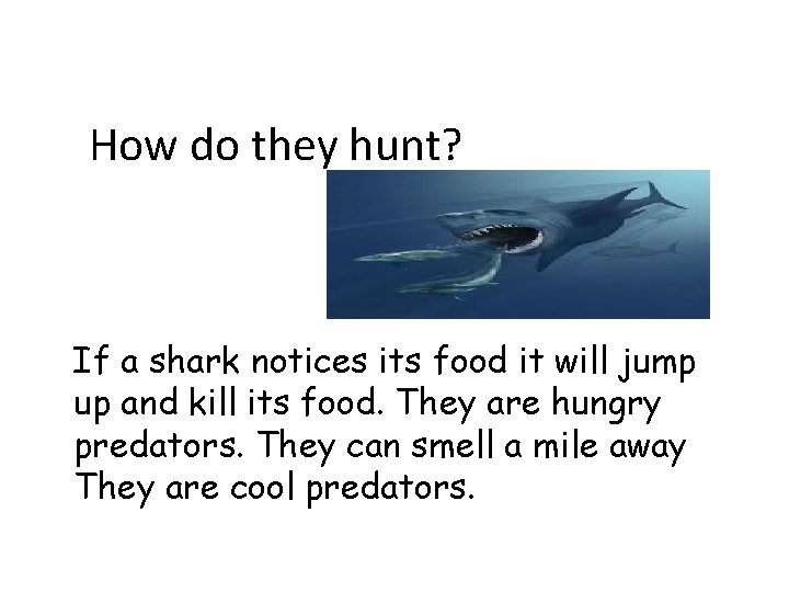 How do they hunt? If a shark notices its food it will jump up