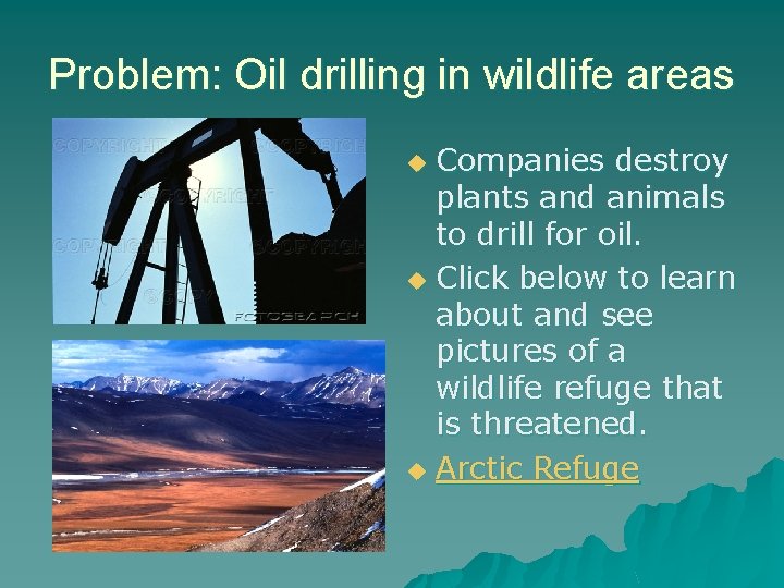 Problem: Oil drilling in wildlife areas Companies destroy plants and animals to drill for