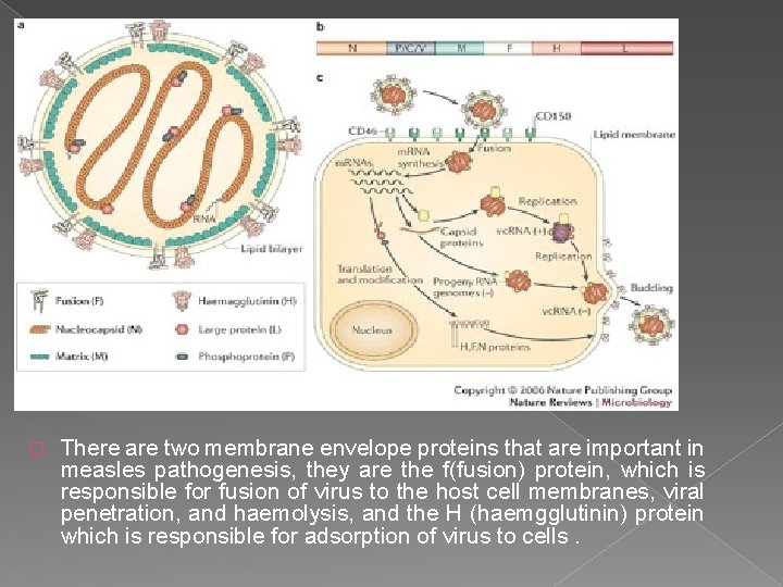 � There are two membrane envelope proteins that are important in measles pathogenesis, they