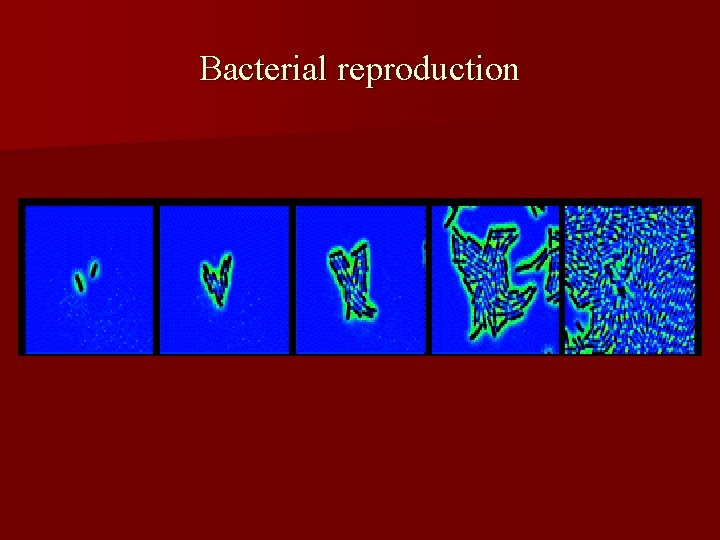 Bacterial reproduction 