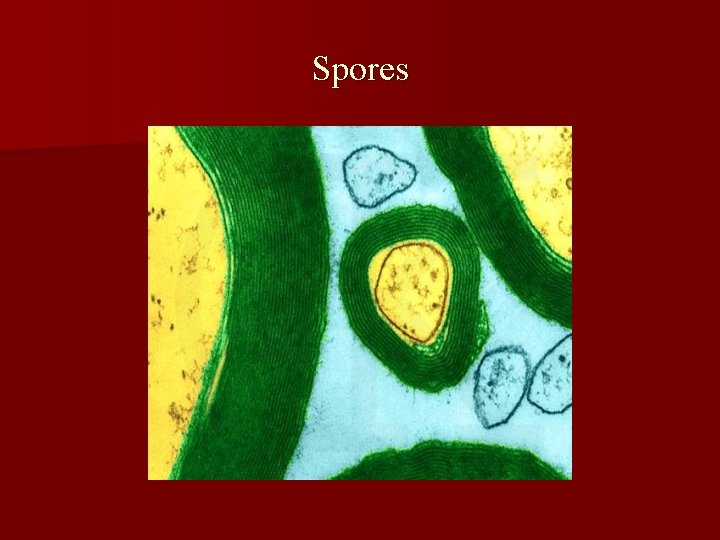 Spores 
