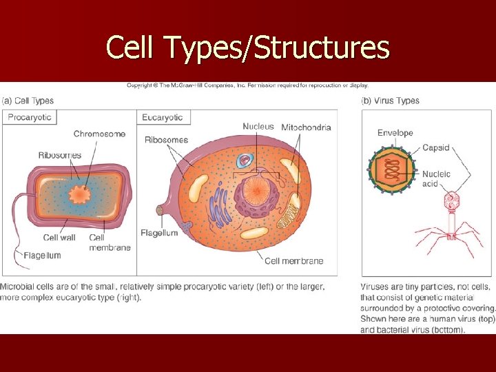 Cell Types/Structures 