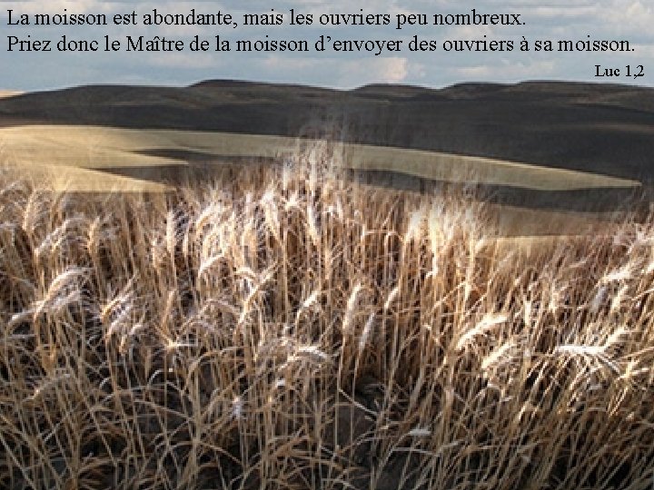 La moisson est abondante, mais les ouvriers peu nombreux. Priez donc le Maître de