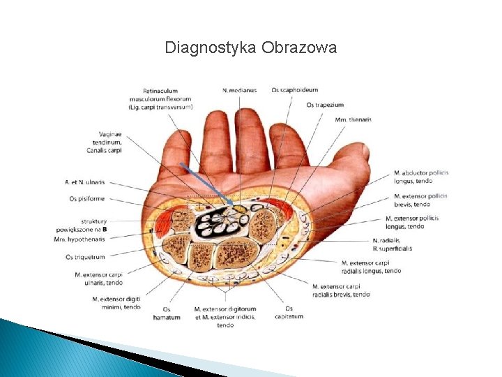 Diagnostyka Obrazowa 