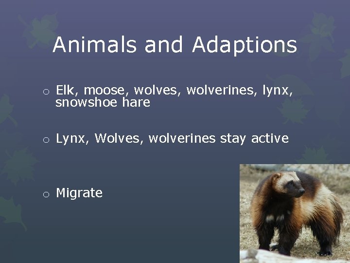 Animals and Adaptions o Elk, moose, wolves, wolverines, lynx, snowshoe hare o Lynx, Wolves,