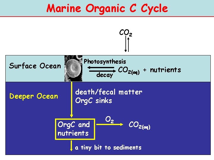 Marine Organic C Cycle CO 2 Surface Ocean Deeper Ocean Photosynthesis decay CO 2(aq)
