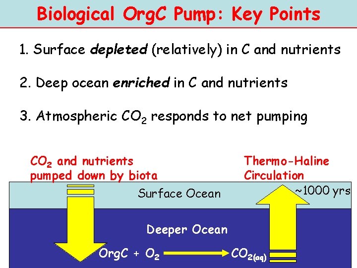 Biological Org. C Pump: Key Points 1. Surface depleted (relatively) in C and nutrients