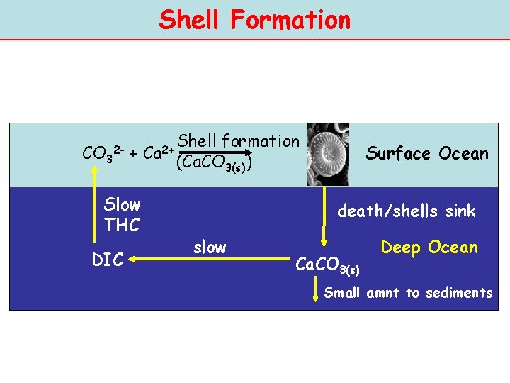 Shell Formation CO 3 + 2 - Slow THC DIC Ca 2+ Shell formation
