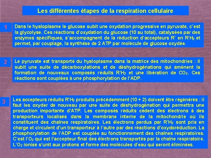 Les différentes étapes de la respiration cellulaire 1 Dans le hyaloplasme le glucose subit