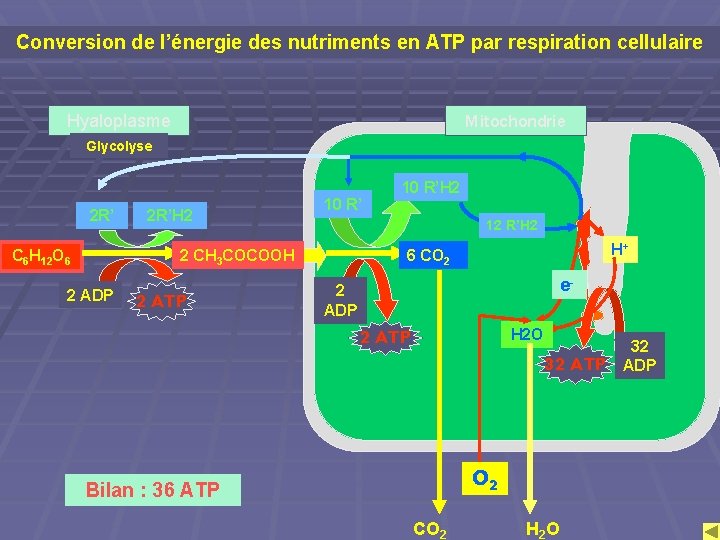Conversion de l’énergie des nutriments en ATP par respiration cellulaire Mitochondrie Hyaloplasme Glycolyse 2