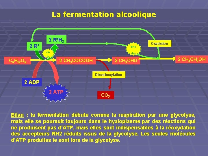 La fermentation alcoolique 2 R’H 2 4 H+ 4 e- C 6 H 12