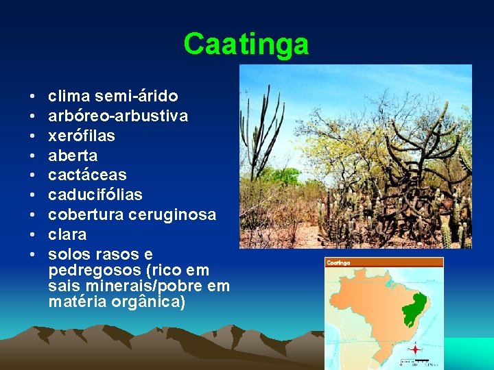 Caatinga • • • clima semi-árido arbóreo-arbustiva xerófilas aberta cactáceas caducifólias cobertura ceruginosa clara