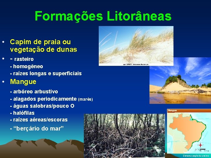 Formações Litorâneas • Capim de praia ou vegetação de dunas • - rasteiro -
