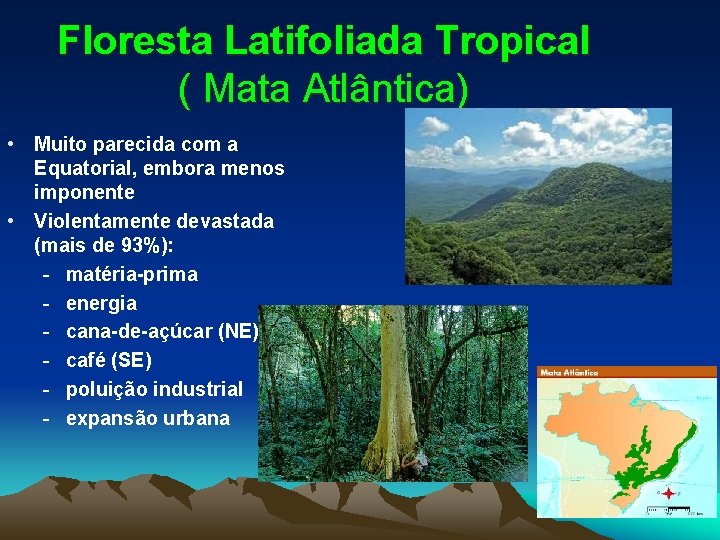 Floresta Latifoliada Tropical ( Mata Atlântica) • Muito parecida com a Equatorial, embora menos