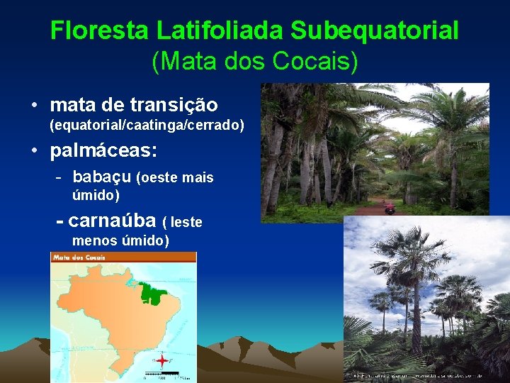 Floresta Latifoliada Subequatorial (Mata dos Cocais) • mata de transição (equatorial/caatinga/cerrado) • palmáceas: -