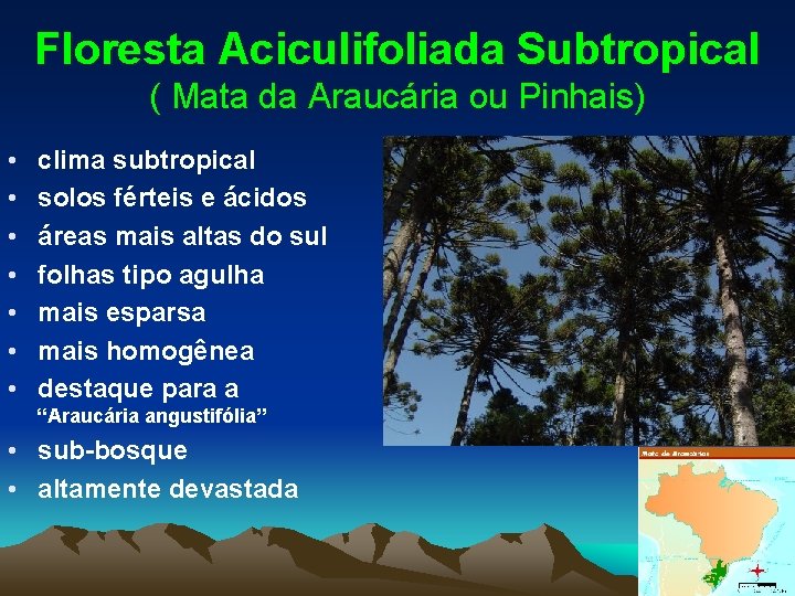 Floresta Aciculifoliada Subtropical ( Mata da Araucária ou Pinhais) • • clima subtropical solos