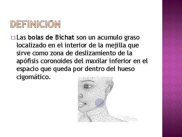 � Las bolas de Bichat son un acumulo graso localizado en el interior de