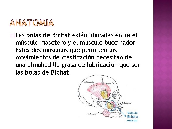 � Las bolas de Bichat están ubicadas entre el músculo masetero y el músculo