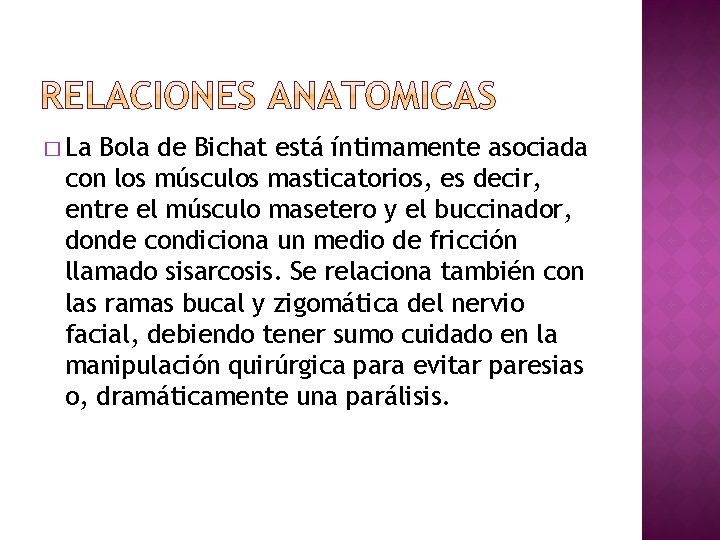� La Bola de Bichat está íntimamente asociada con los músculos masticatorios, es decir,
