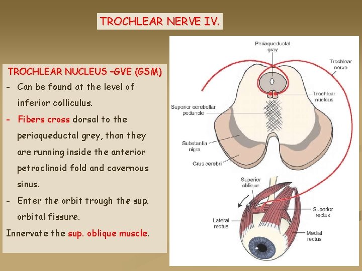 TROCHLEAR NERVE IV. TROCHLEAR NUCLEUS –GVE (GSM) - Can be found at the level