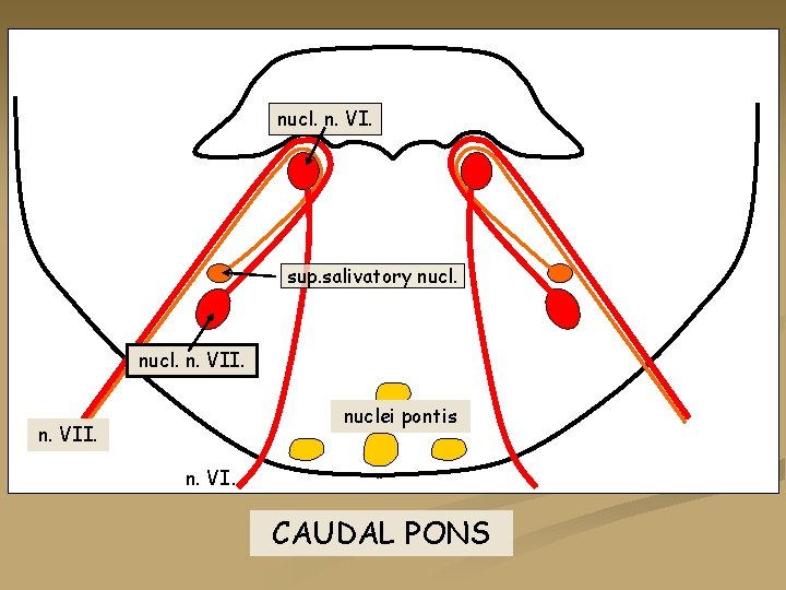 nucl. n. VI. sup. salivatory nucl. n. VII. nuclei pontis n. VII. n. VI.