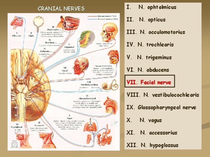 CRANIAL NERVES I. N. ophtalmicus II. N. opticus III. N. occulomotorius IV. N. trochlearis