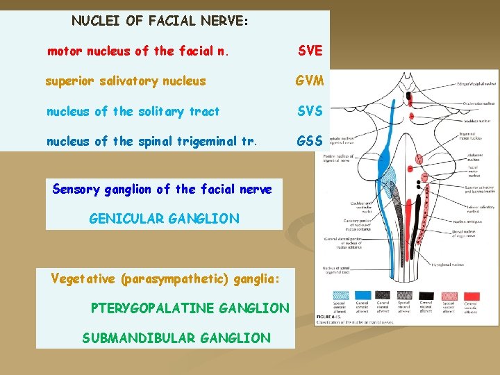 NUCLEI OF FACIAL NERVE: motor nucleus of the facial n. SVE superior salivatory nucleus