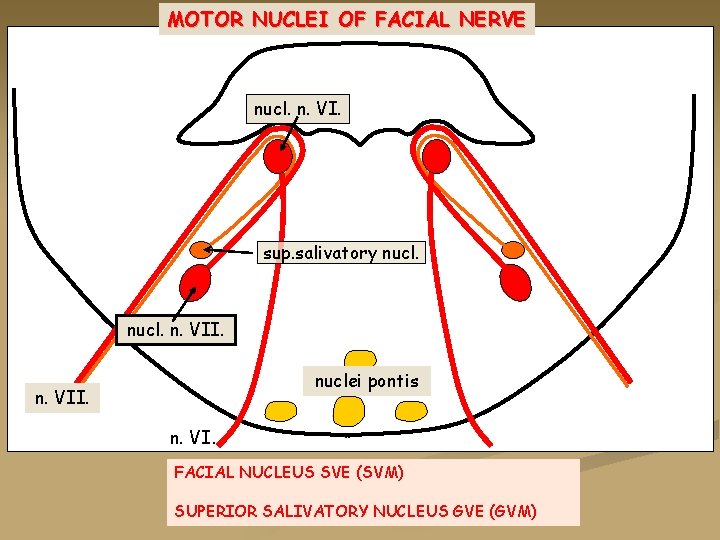 MOTOR NUCLEI OF FACIAL NERVE nucl. n. VI. sup. salivatory nucl. n. VII. nuclei