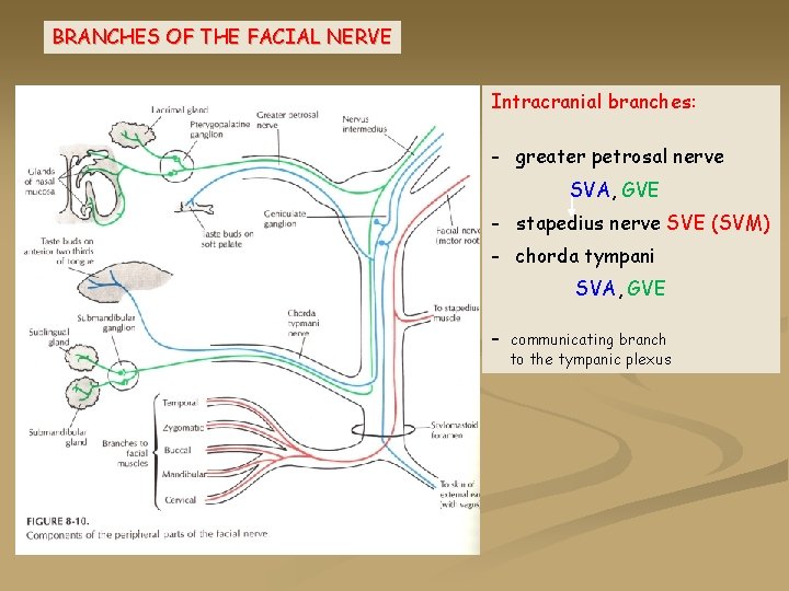 BRANCHES OF THE FACIAL NERVE Intracranial branches: - greater petrosal nerve SVA, GVE -