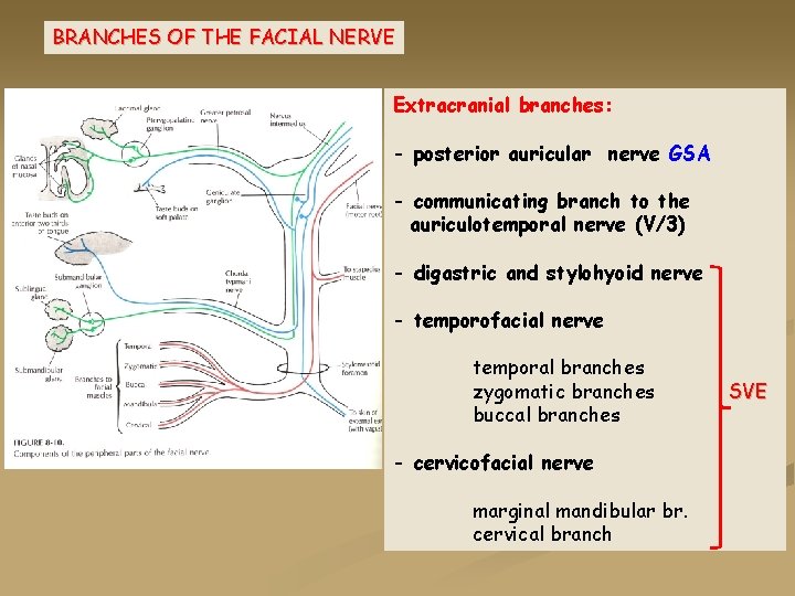 BRANCHES OF THE FACIAL NERVE Extracranial branches: - posterior auricular nerve GSA - communicating