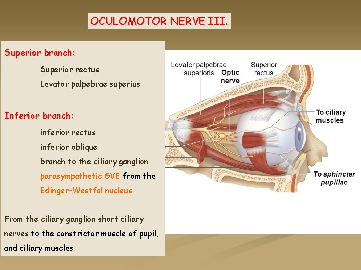 OCULOMOTOR NERVE III. Superior branch: Superior rectus Levator palpebrae superius Inferior branch: inferior rectus