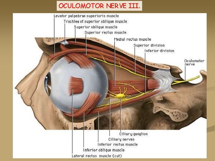 OCULOMOTOR NERVE III. 