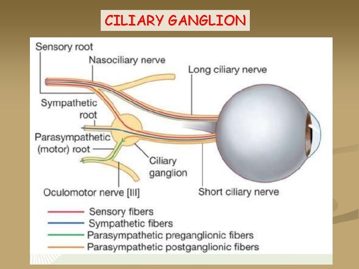 CILIARY GANGLION 