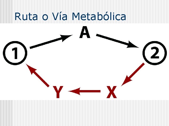 Ruta o Vía Metabólica 