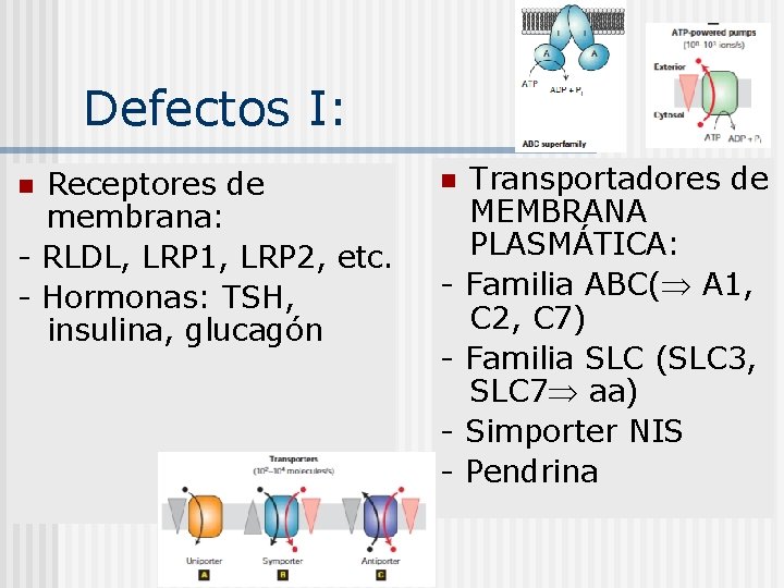 Defectos I: Receptores de membrana: - RLDL, LRP 1, LRP 2, etc. - Hormonas: