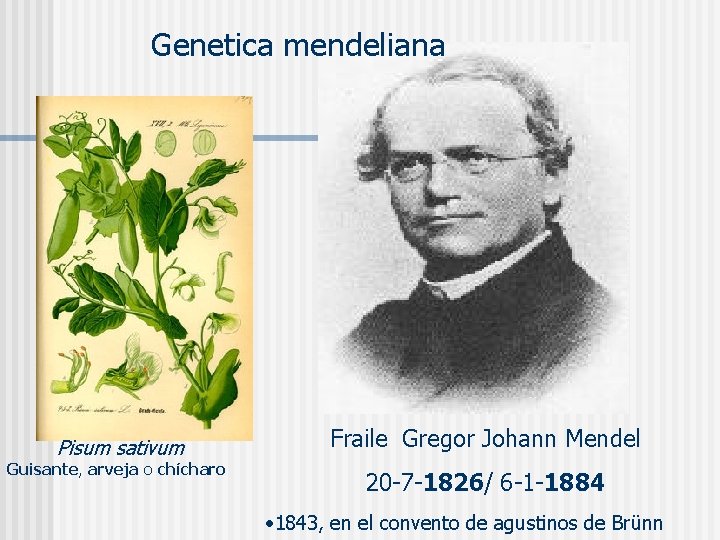 Genetica mendeliana Pisum sativum Guisante, arveja o chícharo Fraile Gregor Johann Mendel 20 -7