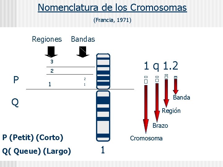 Nomenclatura de los Cromosomas (Francia, 1971) Regiones Bandas 3 P 1 q 1. 2