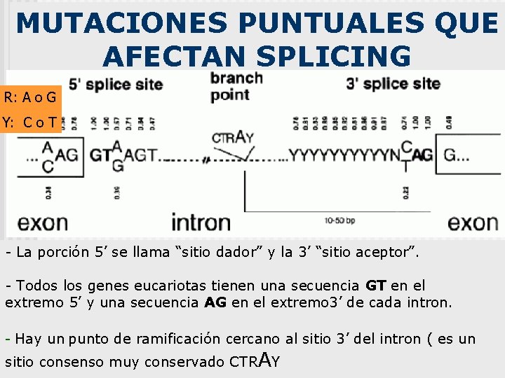 MUTACIONES PUNTUALES QUE AFECTAN SPLICING R: A o G Y: C o T -