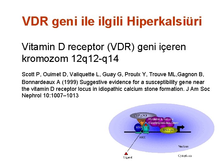 VDR geni ile ilgili Hiperkalsiüri Vitamin D receptor (VDR) geni içeren kromozom 12 q