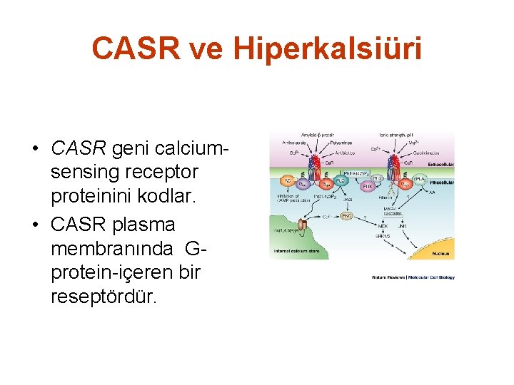 CASR ve Hiperkalsiüri • CASR geni calciumsensing receptor proteinini kodlar. • CASR plasma membranında