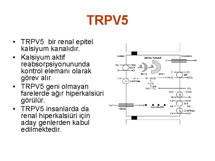 TRPV 5 • TRPV 5 bir renal epitel kalsiyum kanalıdır. • Kalsiyum aktif reabsorpsiyonununda