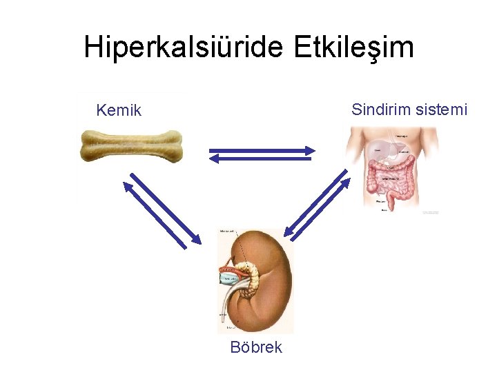 Hiperkalsiüride Etkileşim Sindirim sistemi Kemik Böbrek 