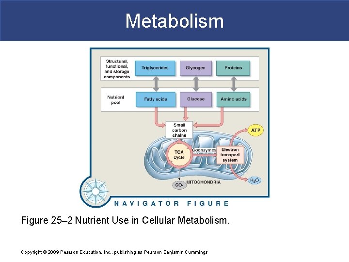 Metabolism Figure 25– 2 Nutrient Use in Cellular Metabolism. Copyright © 2009 Pearson Education,