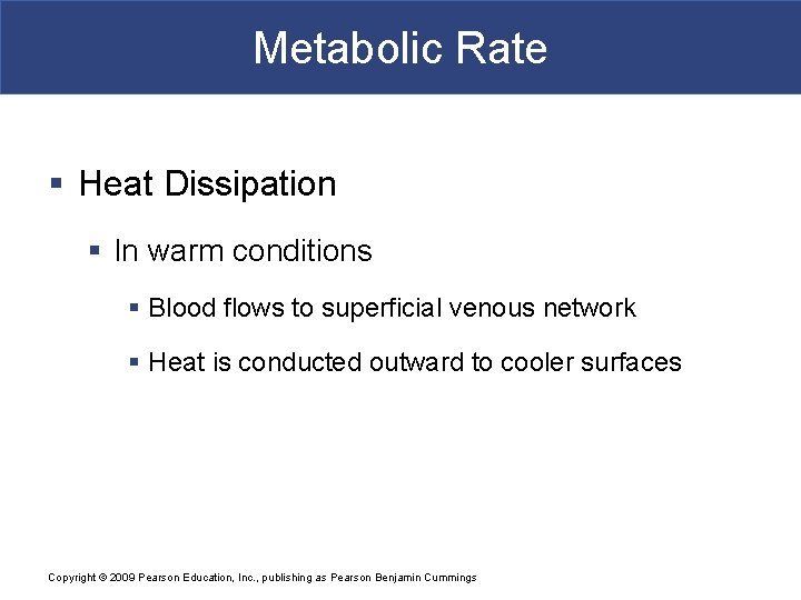 Metabolic Rate § Heat Dissipation § In warm conditions § Blood flows to superficial