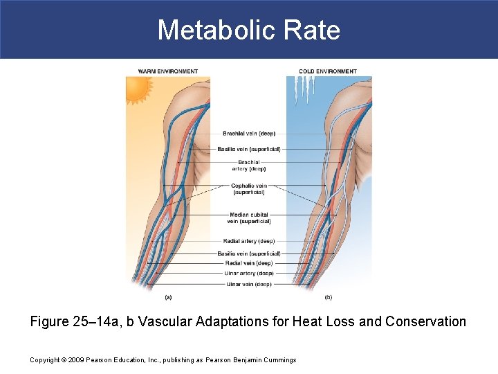 Metabolic Rate Figure 25– 14 a, b Vascular Adaptations for Heat Loss and Conservation