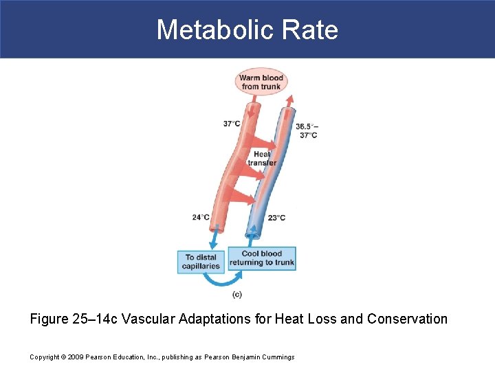 Metabolic Rate Figure 25– 14 c Vascular Adaptations for Heat Loss and Conservation Copyright