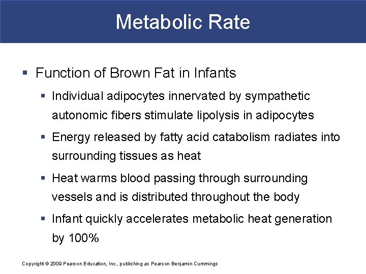 Metabolic Rate § Function of Brown Fat in Infants § Individual adipocytes innervated by